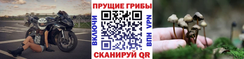 Галлюциногенные грибы ЛСД  Бокситогорск 